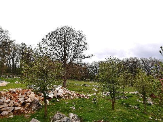 Grabusic Farma & Apartmani II Opg Sasa Delic מראה חיצוני תמונה